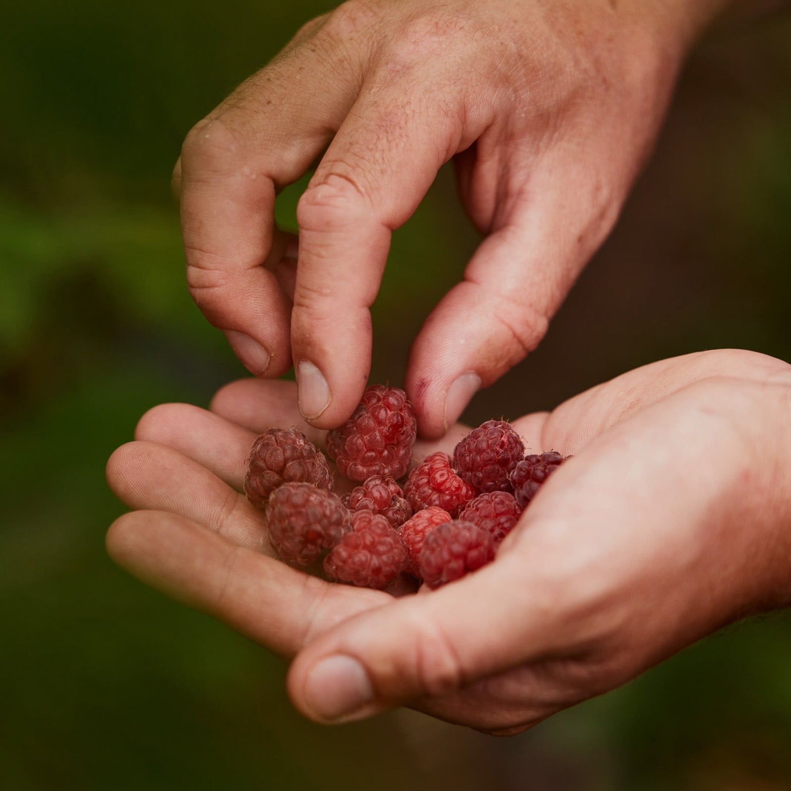 Moor Drink Mix - Bulk 15 Serves & Drink Bottle Bundle - Raspberry
