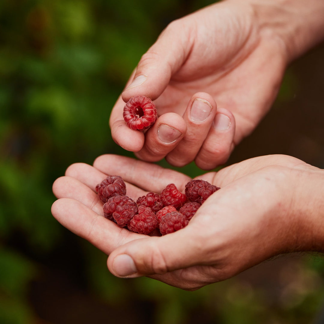 The Ultra Gel 1125g - Raspberry
